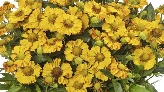 Helenium autumnale ‘HayDay’ Golden Bicolor, de l’obtenteur Syngenta Flowers.